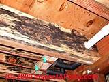 Mold Removal Under House Images