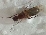 Identify Termite Damage Photos