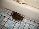 Termite Vs Water Damage Photos