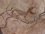 Pictures Of Fossils Images