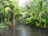 Photos of Tropical Backyard Landscaping Ideas Pictures