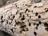 Images of Termite Damage In Wood