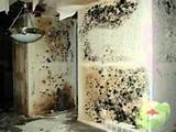 Photos of Mold Removal Health Risks