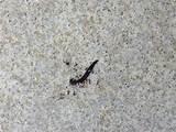 Fire Ants Michigan Images
