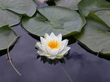 White Lotus Flower Photos