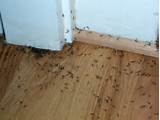 Photos of What To Do If You Find Termite Damage