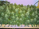Pictures of How To Grow Marijuana Indoor Guide