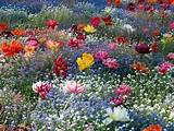 Beautiful Wild Flowers Images Images