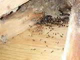 Photos of Carpenter Ants Home Damage