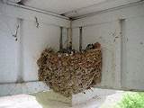 Photos of Nesting Habits Of House Finch
