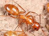 Photos of Are Carpenter Ants Red
