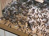 Photos of Swarming Termites Treatment