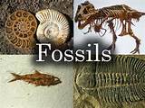 Fossils Images Pictures