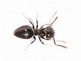 Photos of White Ants Control