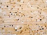 Images of Termite Damage Nz