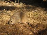 Images of Yard Rodent
