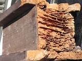 Check For Termite Damage Photos