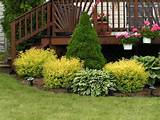 Landscape Plants And Shrubs