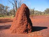 Photos of Termite Mound Architecture