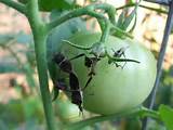 Photos of Insect Control For Tomato Plants