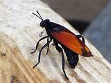 Hawk Wasp Pictures