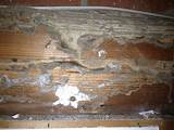 Photos of Termite Damage On Wood