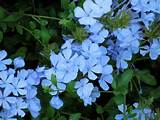 Beautiful Blue Flowers Pictures
