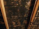 Pictures of Black Mold Removal On Wood