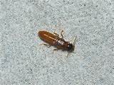 Household Termites Photos