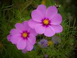 Cosmos Flower Images