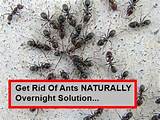 How To Get Rid Of Carpenter Ants Naturally Images