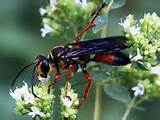 Great Golden Digger Wasp Removal