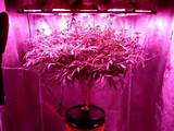 Growing Weed With Led Strips Pictures