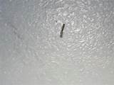 Termite Tube Ceiling Images