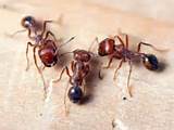 Pictures of Fire Ants Natural Predators