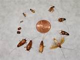 Photos of Cockroach Babies