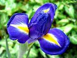 Photos of Blue Iris Flower
