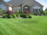 How To Care Lawn Pictures