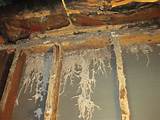 What Are Termite Tubes Photos