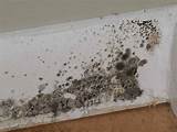 Toxic Mold Removal Images