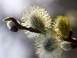 Pictures of Pussy Willow Flower