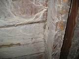 Dangerous Mold In Home Pictures