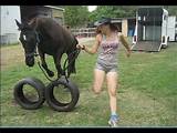Pictures of Training Exercises For Horses