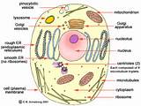 Theory Of Evolution Of Eukaryotic Cell Photos