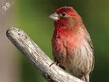 Pictures of House Finch Pet