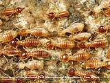 Pictures of Conehead Termite