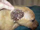 Home Remedies For Ticks Removal On Dogs