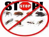 Pictures of Anti Termite Treatment Noida