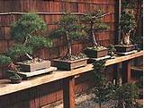 Pictures of Bonsai Display Shelves