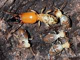 Termite Young Pictures